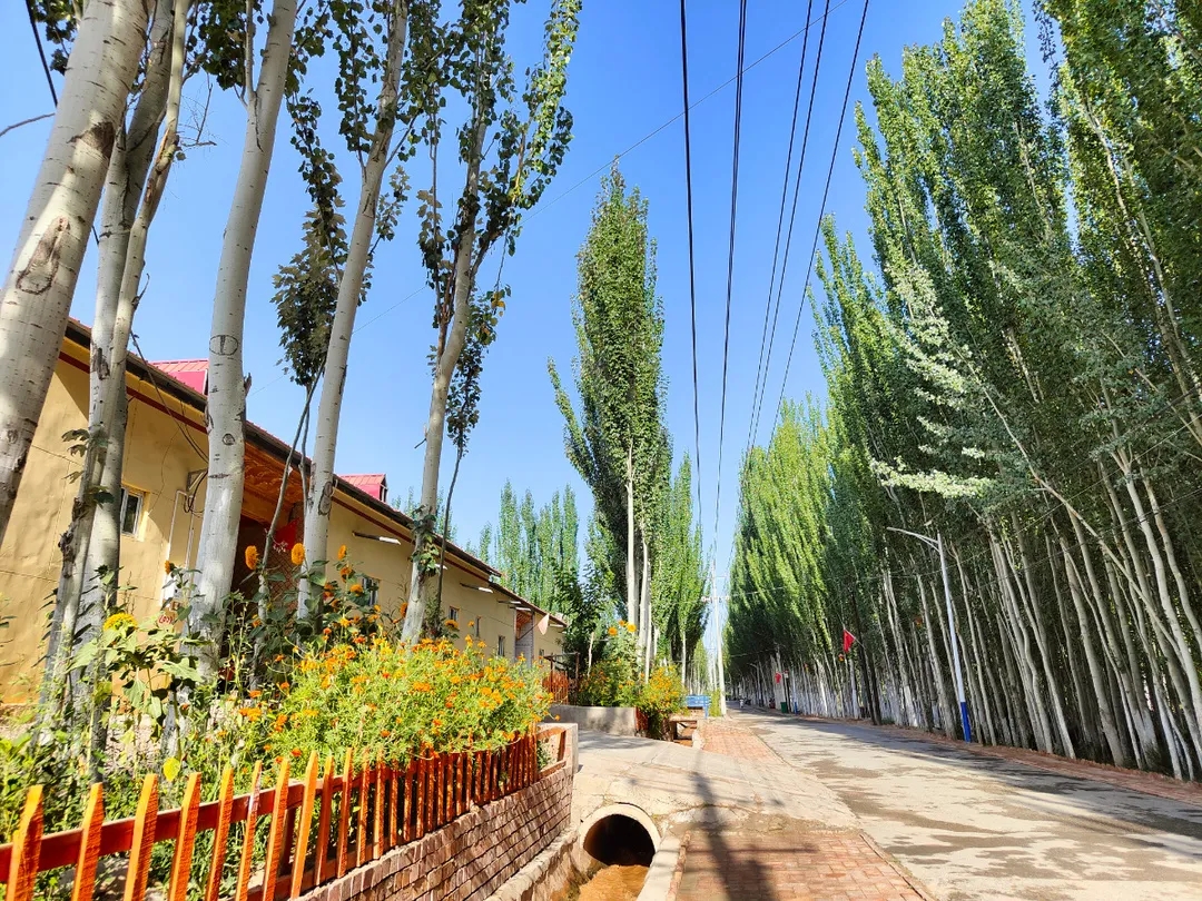 新疆无花果产地哪里（新疆阿图什市，有27万人口的无花果之乡） | 说明书网
