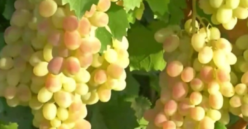 <CMSPRO_DOCUMENT FIELD='title'></CMSPRO_DOCUMENT>